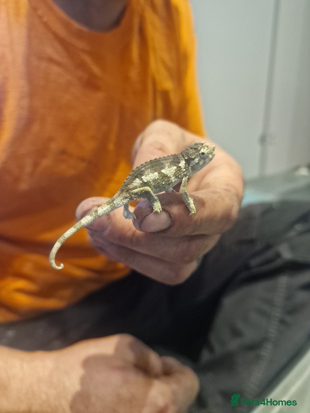 Chameleon reptiles for sale: Baby jackson Chameleons  - Image 4