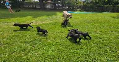 Mixed Breed dogs - Advert 15