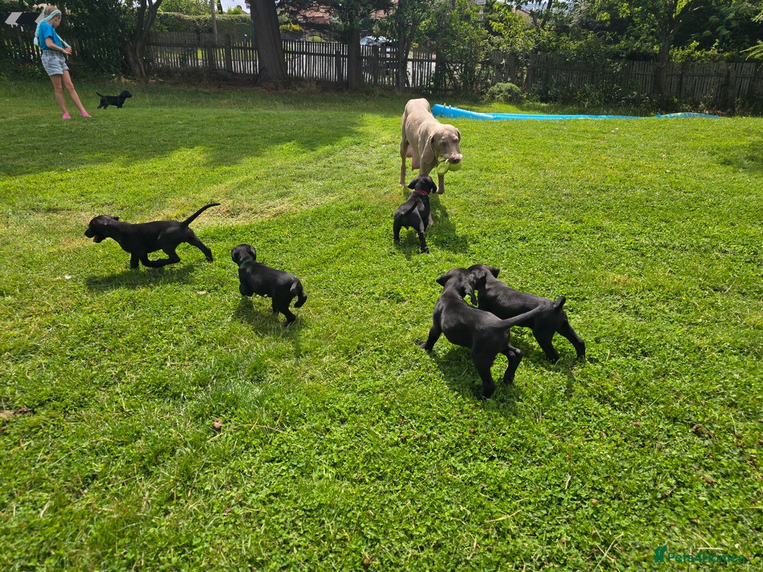 Mixed Breed dogs for sale: Exceptional Weimador pups  - Image 2