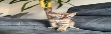 Bengal 2