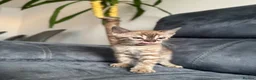Bengal cats for sale: Bengal Kitten For Sale (Ready to go - Last One) - Advert 35