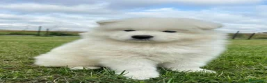 Samoyed 2