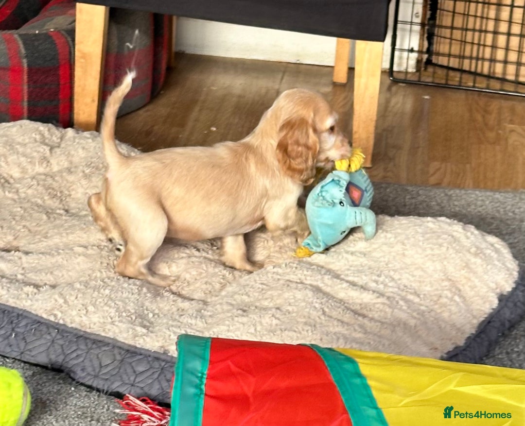 Cocker Spaniel dogs for sale: Beautiful gold cocker puppies - Image 24