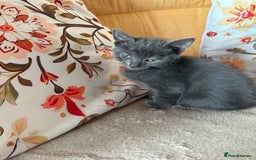 Mixed Breed cats for sale: Grey kittens for sale - Image 6