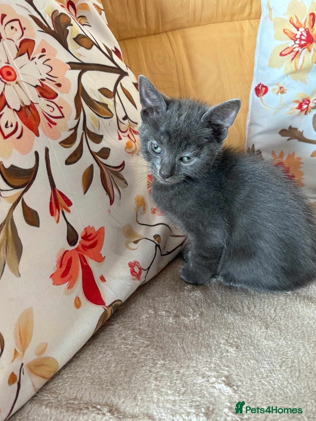 Mixed Breed cats for sale: Grey kittens for sale - Image 6