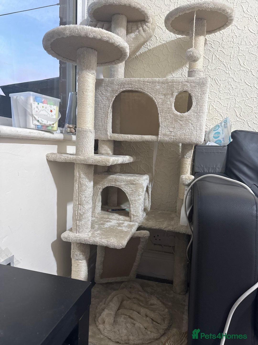 Domestic Shorthair cats for sale: Domestic short hair black and white.She’s 9 month  - Advert 5