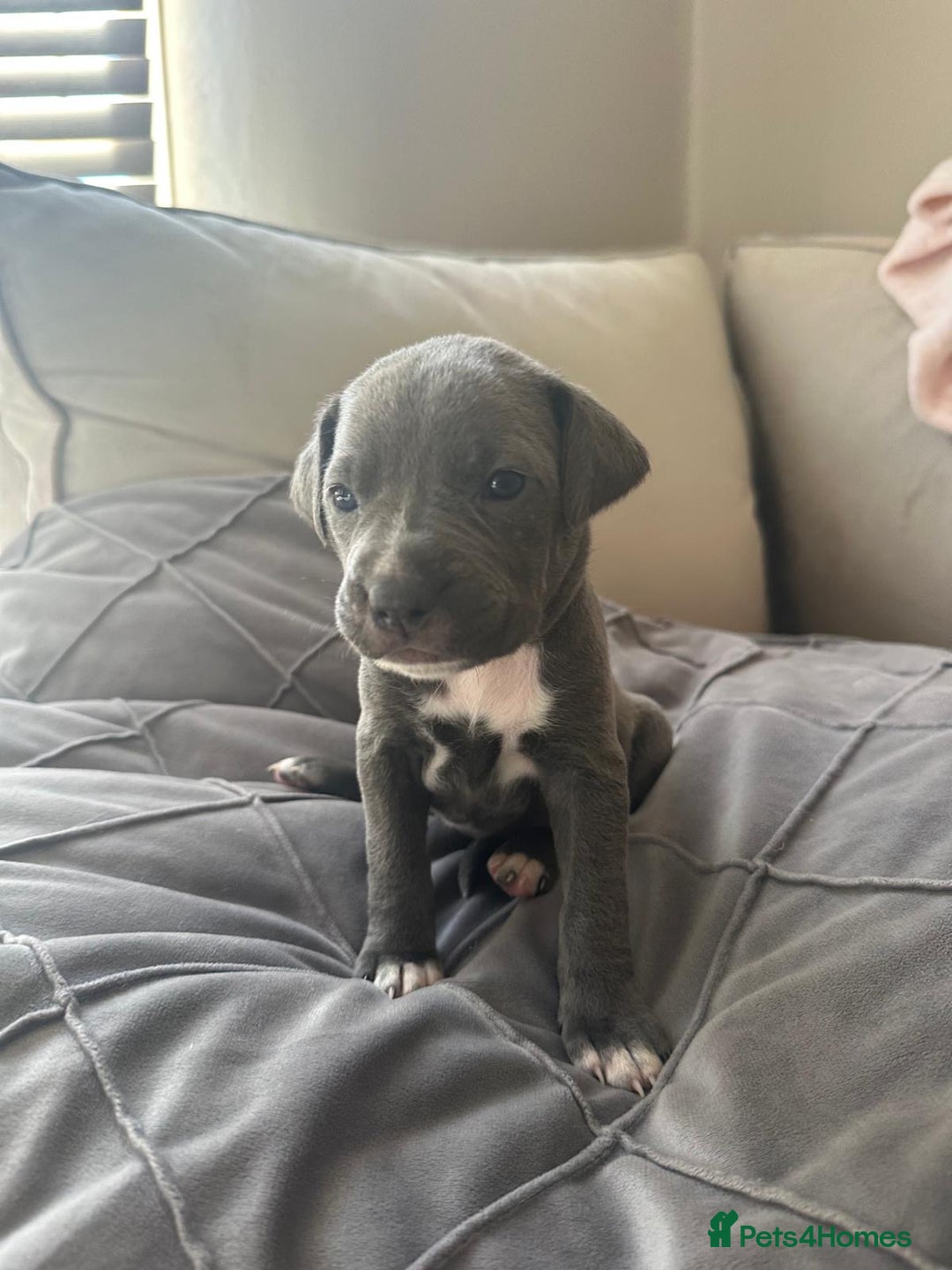 Mixed Breed dogs for sale: Staff x cane corso merle and grey pups for sale  - Image 20