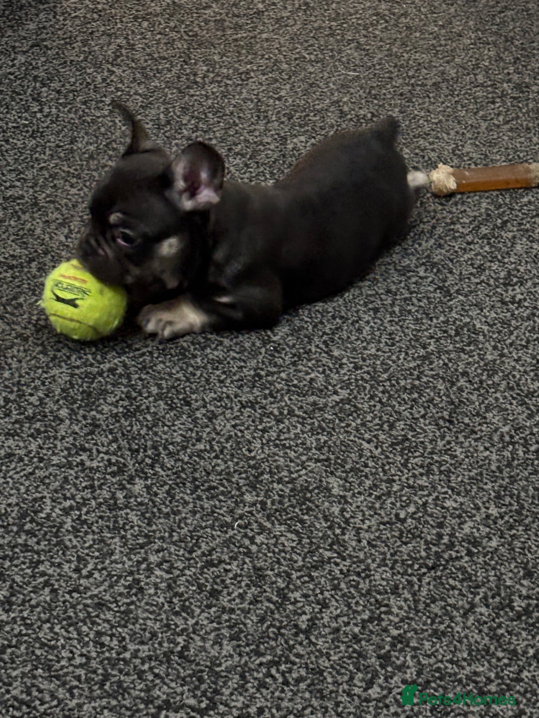 French Bulldog dogs for sale: French bulldog puppy - Advert 4