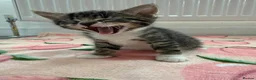 Mixed Breed cats for sale: 4 kittens boy and girl - Advert 8