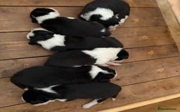 Border Collie dogs for sale: Border collie puppies  - Image 5