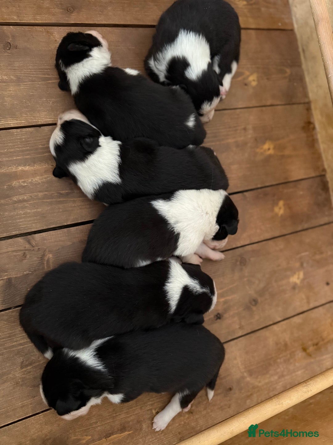 Border Collie dogs for sale: Border collie puppies  - Image 5