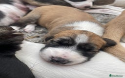 Lurcher dogs for sale: Lurcher pups  - Image 4