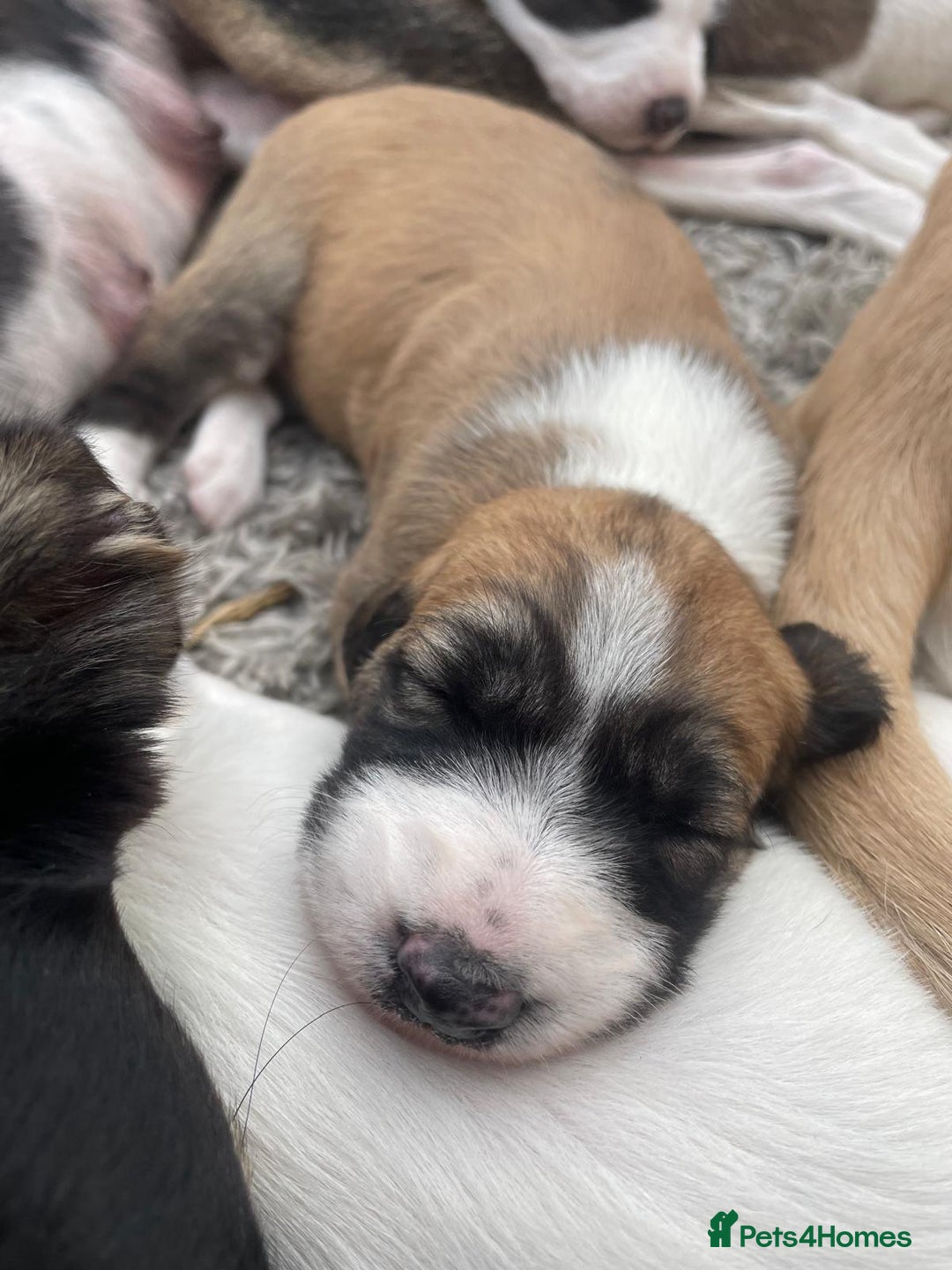 Lurcher dogs for sale: Lurcher pups  - Image 4