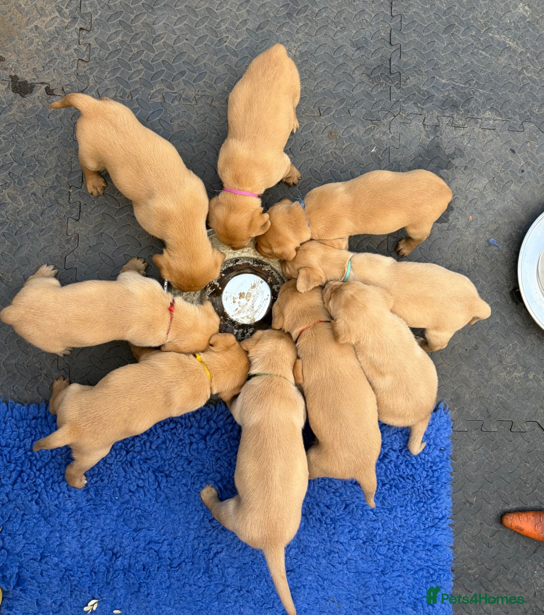 Labrador Retriever dogs LABRADOR PUPPIES FOR SALE  - Advert 16