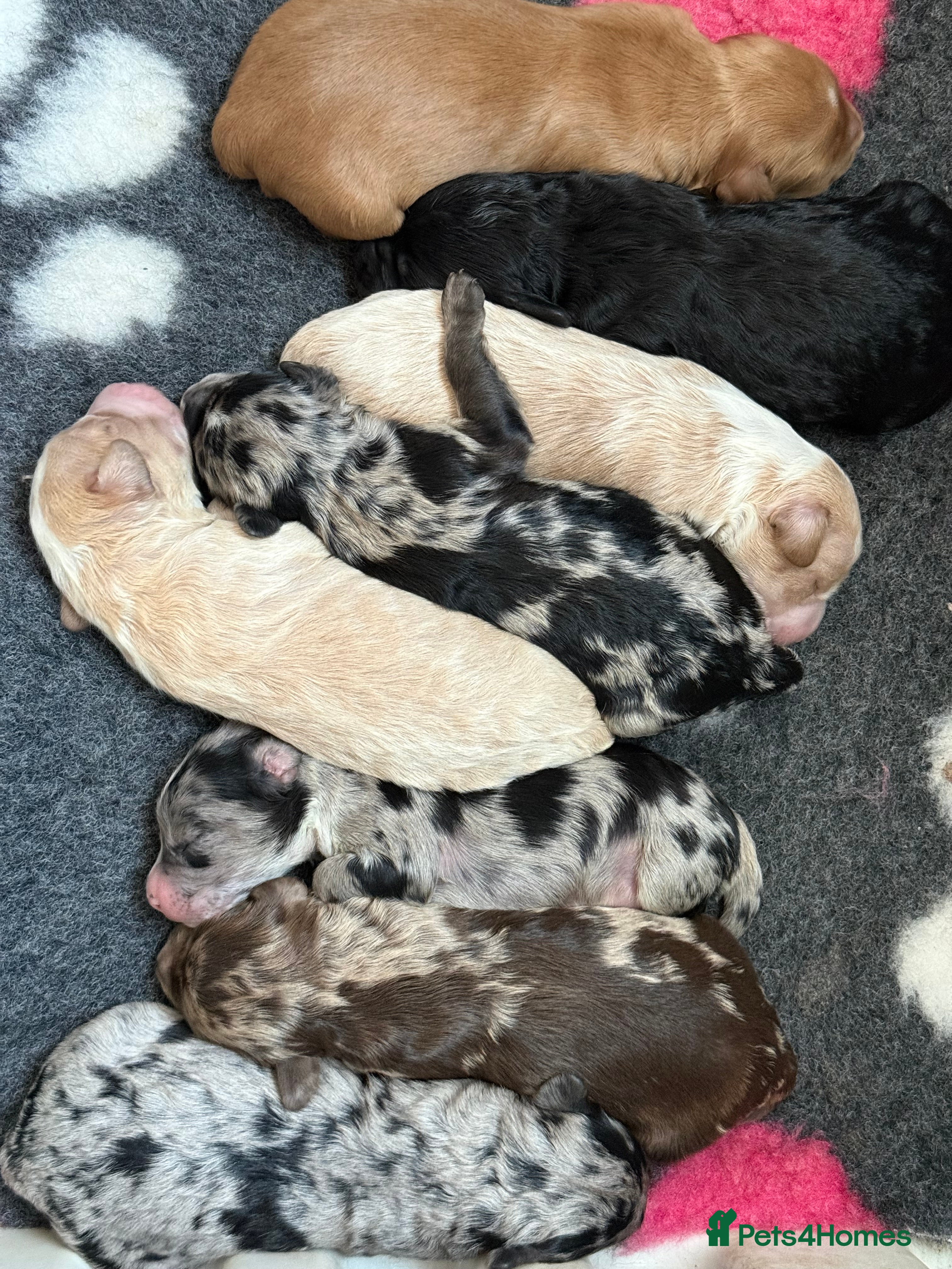 Australian Labradoodle dogs AUSTRALIAN LABRADOODLE PUPPIES - Advert 2