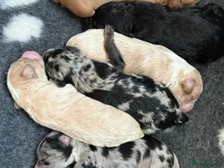 Australian Labradoodle dogs AUSTRALIAN LABRADOODLE PUPPIES - Advert 2