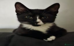 Mixed Breed cats for sale: Lots of cats/kittens up for adoption  - Image 2