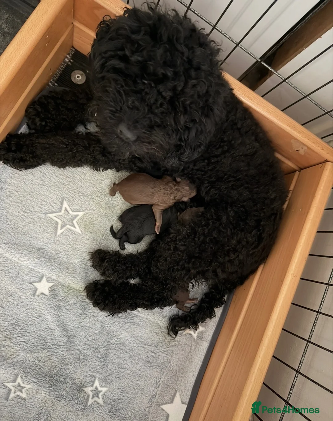 Toy Poodle dogs for sale: Kc registered Toy poodles  - Advert 1