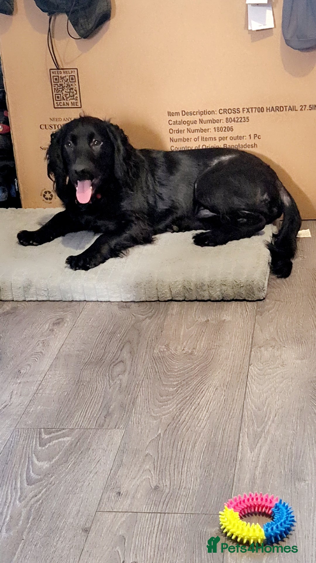 Cocker Spaniel dogs for sale: Loveable cocker spaniel  - Advert 2