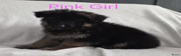 German Shepherd dogs for sale: Gorgeous German Shepherd Puppies For Sale - Advert 35
