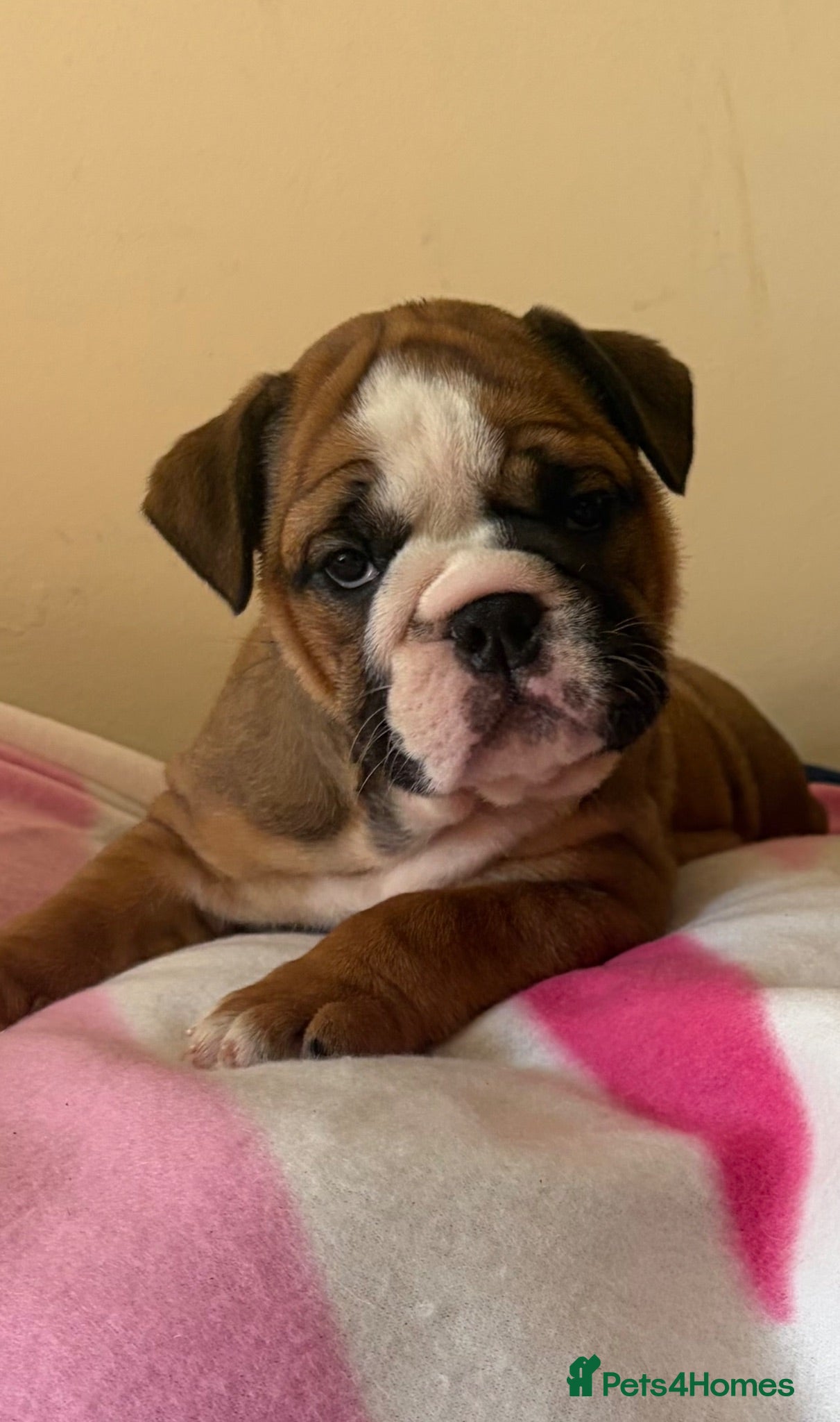 English Bulldog dogs 3 beautiful girls available healthy Traditional  - Advert 2