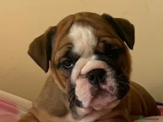 English Bulldog dogs 3 beautiful girls available healthy Traditional - Advert 2