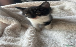 Mixed Breed cats for sale: Kittens for sale - Image 2