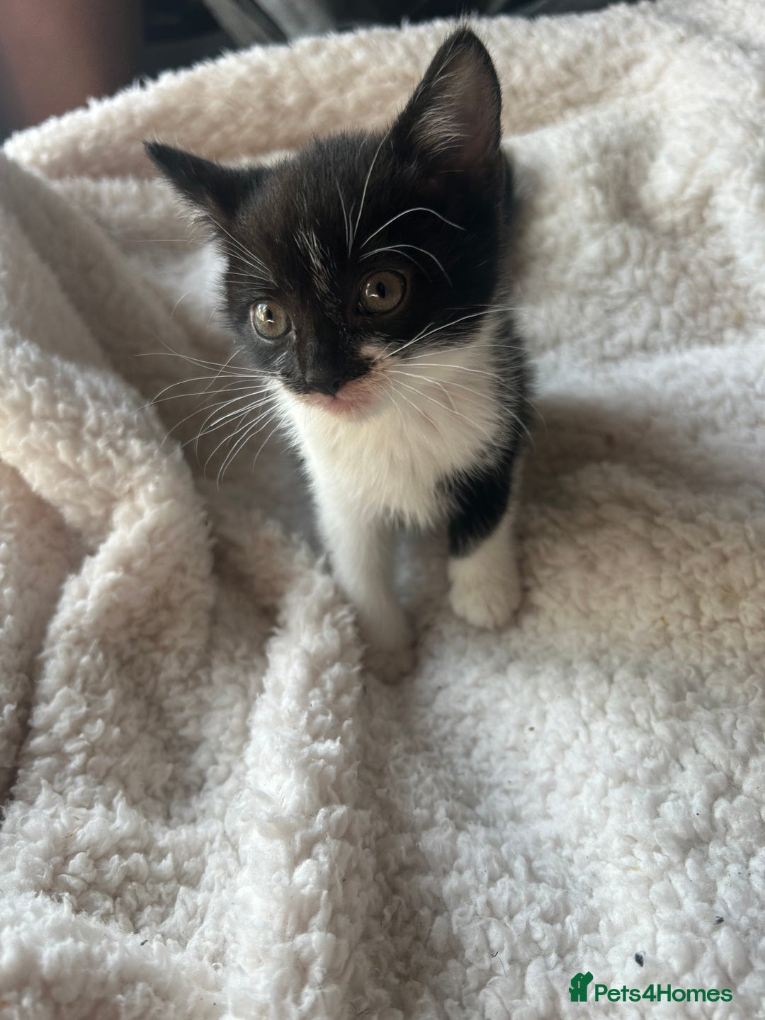 Mixed Breed cats for sale: Kittens for sale - Image 2