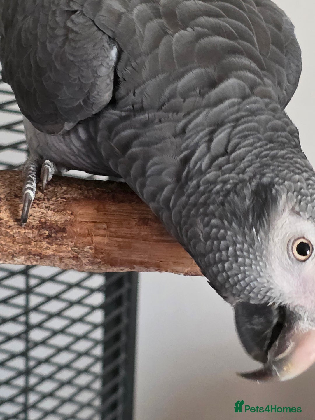 Parrots birds for sale: Timneh african grey  - Image 3