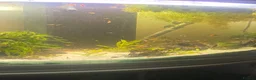 Other/Mixed Breed fish for sale: Assorted guppys  in Tidworth - Advert 1