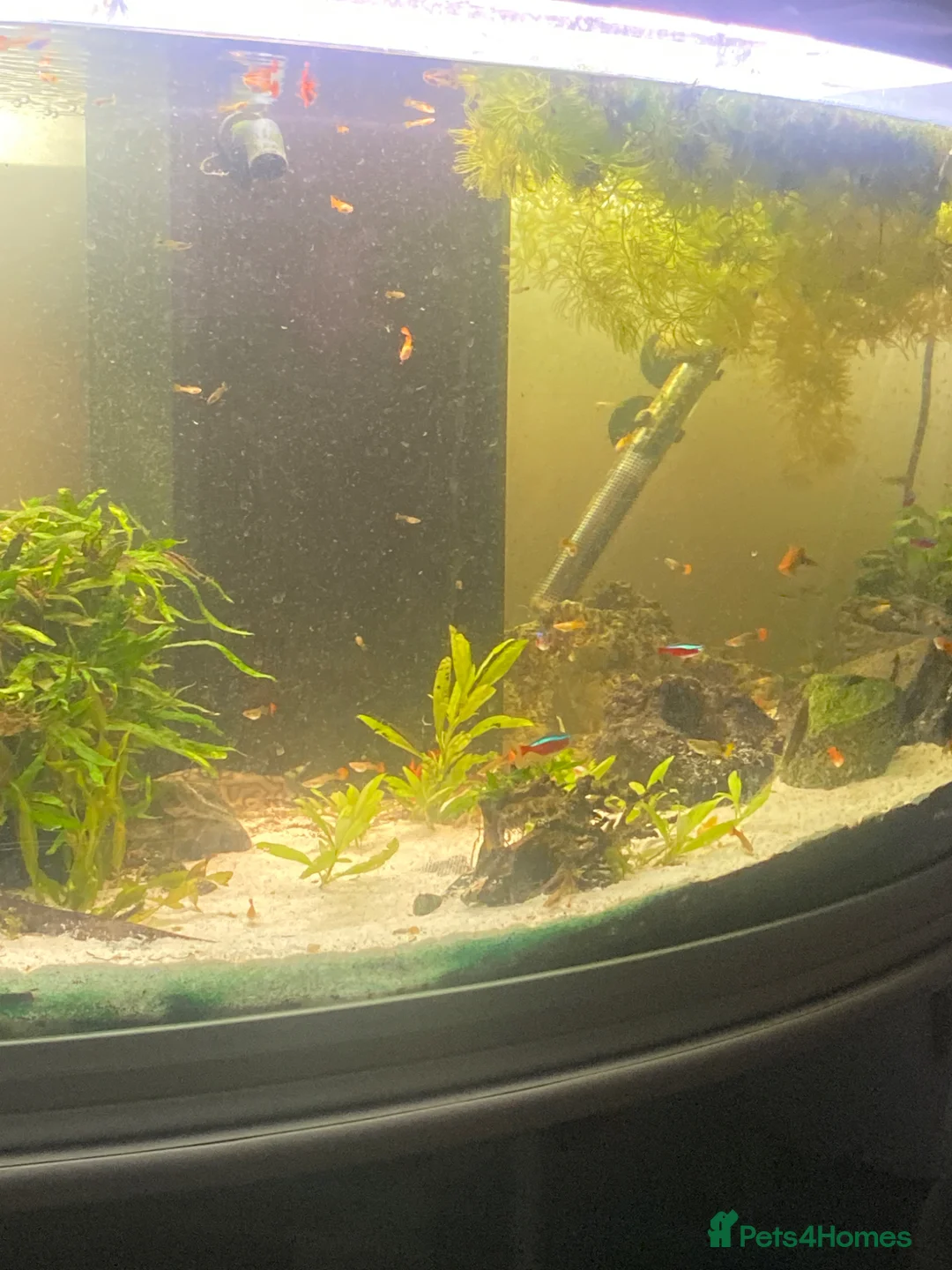 Other/Mixed Breed fish for sale: Assorted guppys  in Tidworth - Advert 1