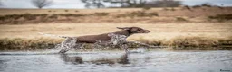 German Shorthaired Pointer dogs for sale: Matilda - Advert 6