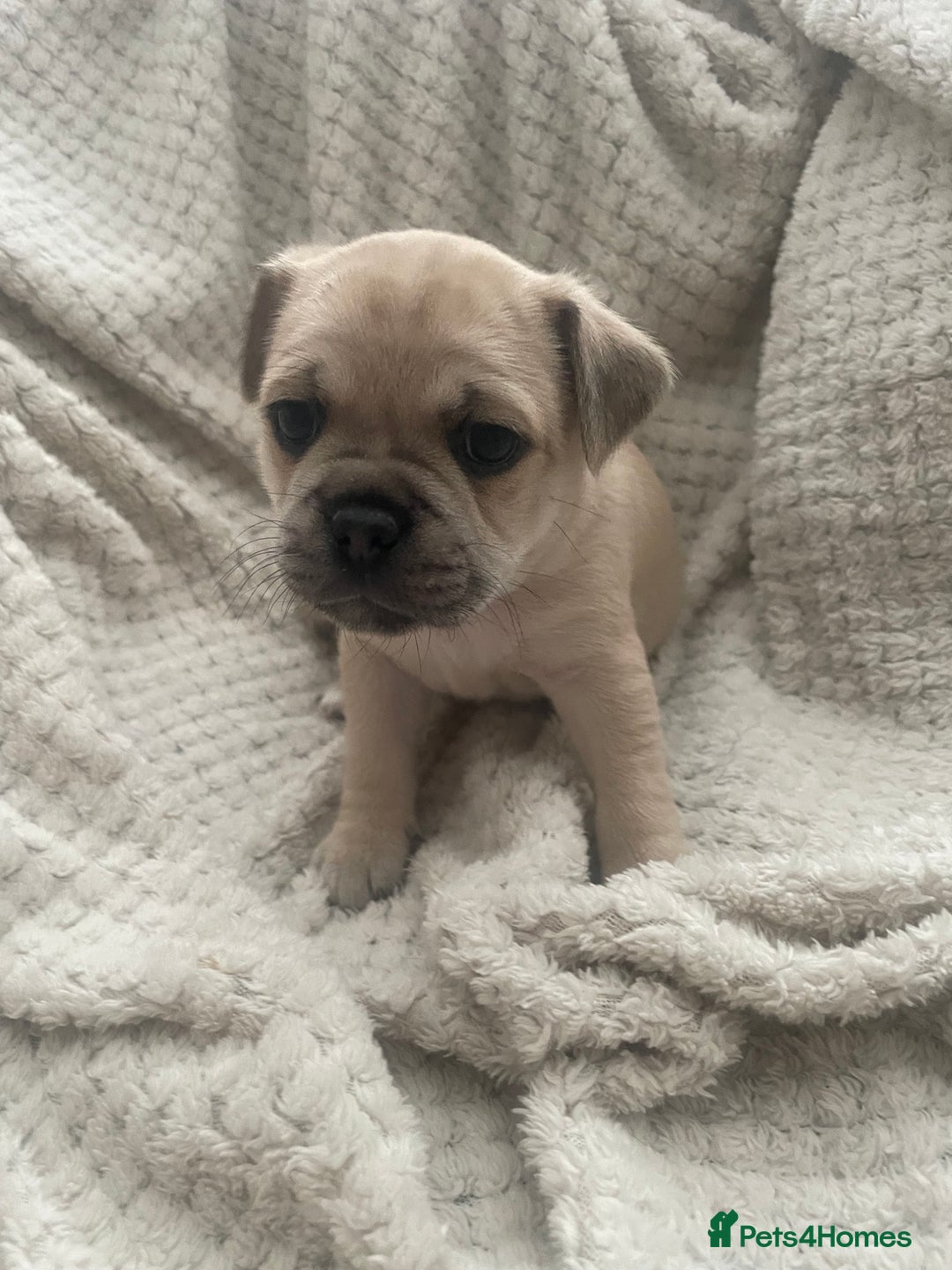 Jug dogs for sale: Jug puppies for sale 4 boys 2 girls 5 weeks old - Advert 13