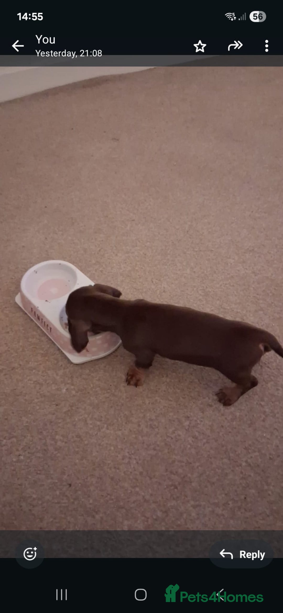 Miniature Dachshund dogs for sale: Miniature dachshund  - Advert 3