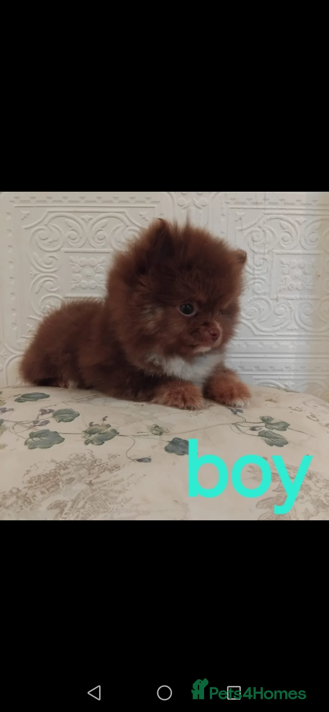 Pomeranian dogs for sale: Stunning pomeranian pups - Advert 2