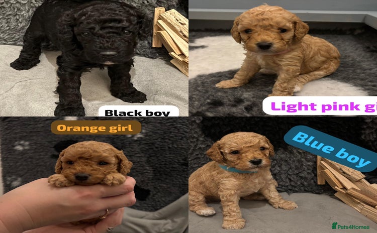 Cavapoochon dogs - Advert 1