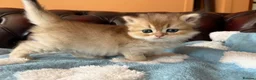 British Shorthair cats for sale: Lovely golden BSH & BLH kittens - Advert 31