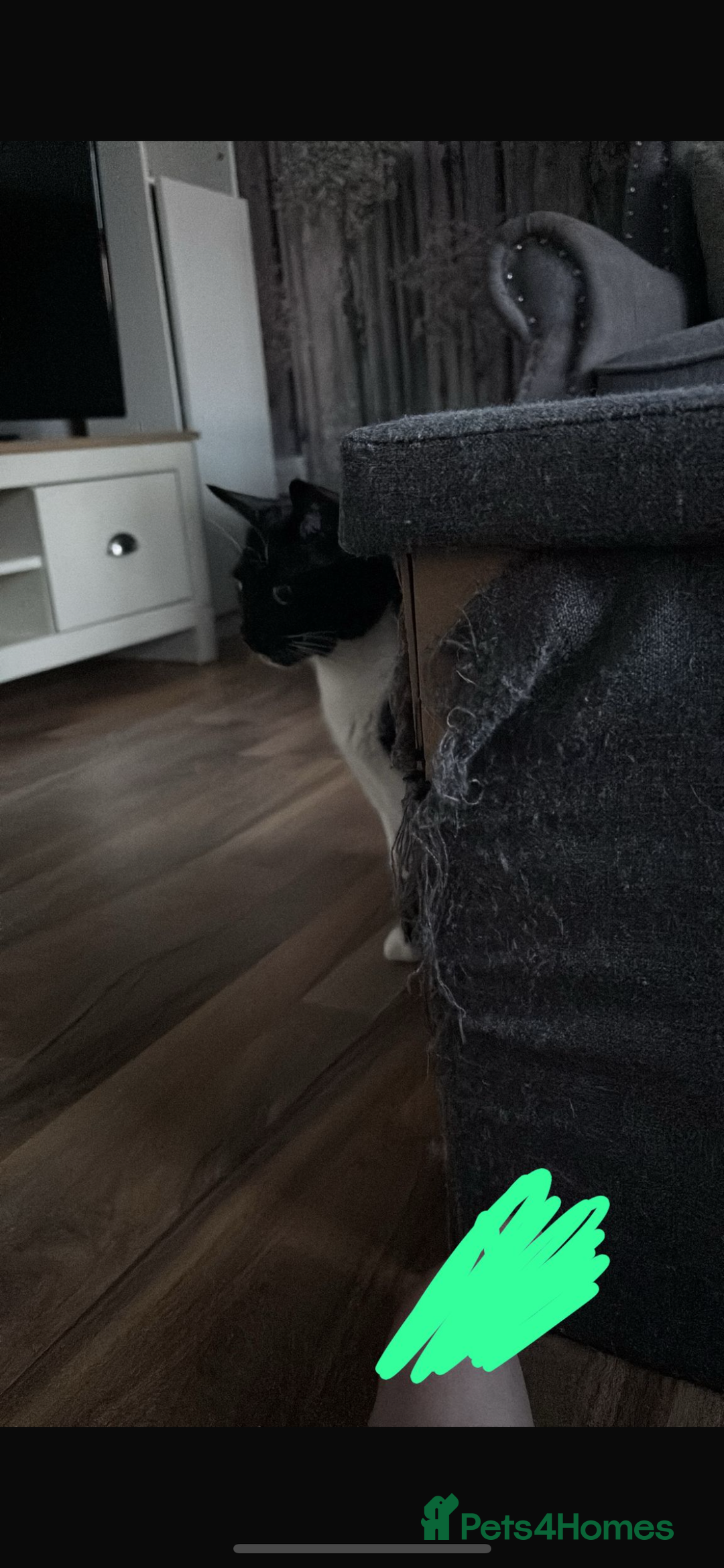 Domestic Shorthair cats for sale: Rehoming - READ FULLY - Image 2