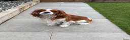 Cavalier King Charles Spaniel dogs for stud: KC, DNA, KC HEART SCHEME GREEN, BVA EYE CLEAR - Advert 5