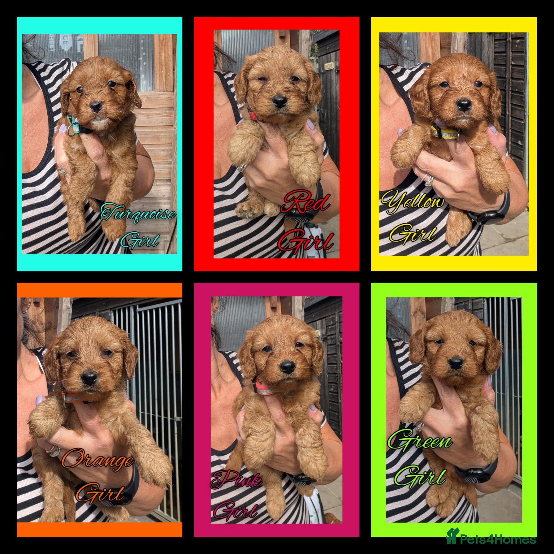 Cockapoo dogs 6 x Red Cockapoo Girls For Sale - Advert 1