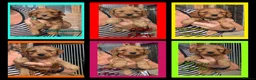 Cockapoo dogs for sale: 6 x Red Cockapoo Girls For Sale - Advert 1