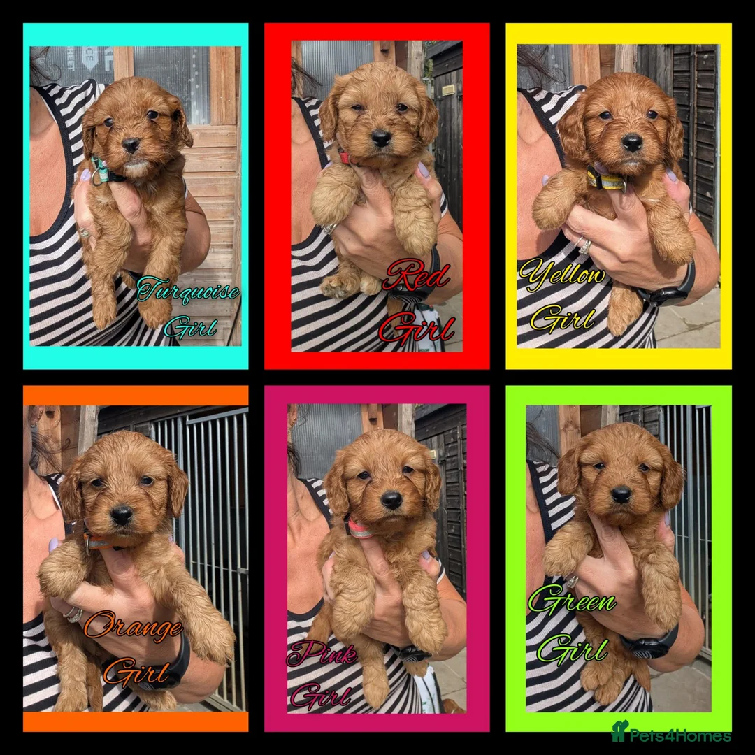 Cockapoo dogs for sale: 6 x Red Cockapoo Girls For Sale - Advert 1