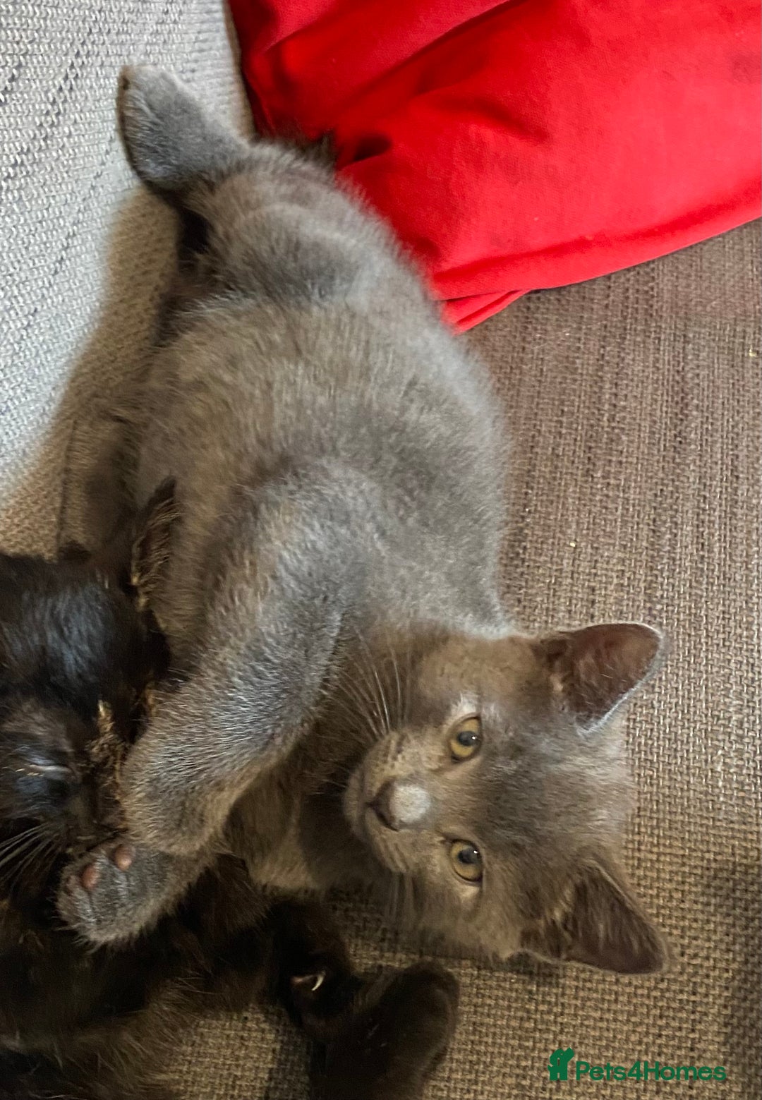 Domestic Shorthair cats for sale: Make kitten ready to leave - Image 4