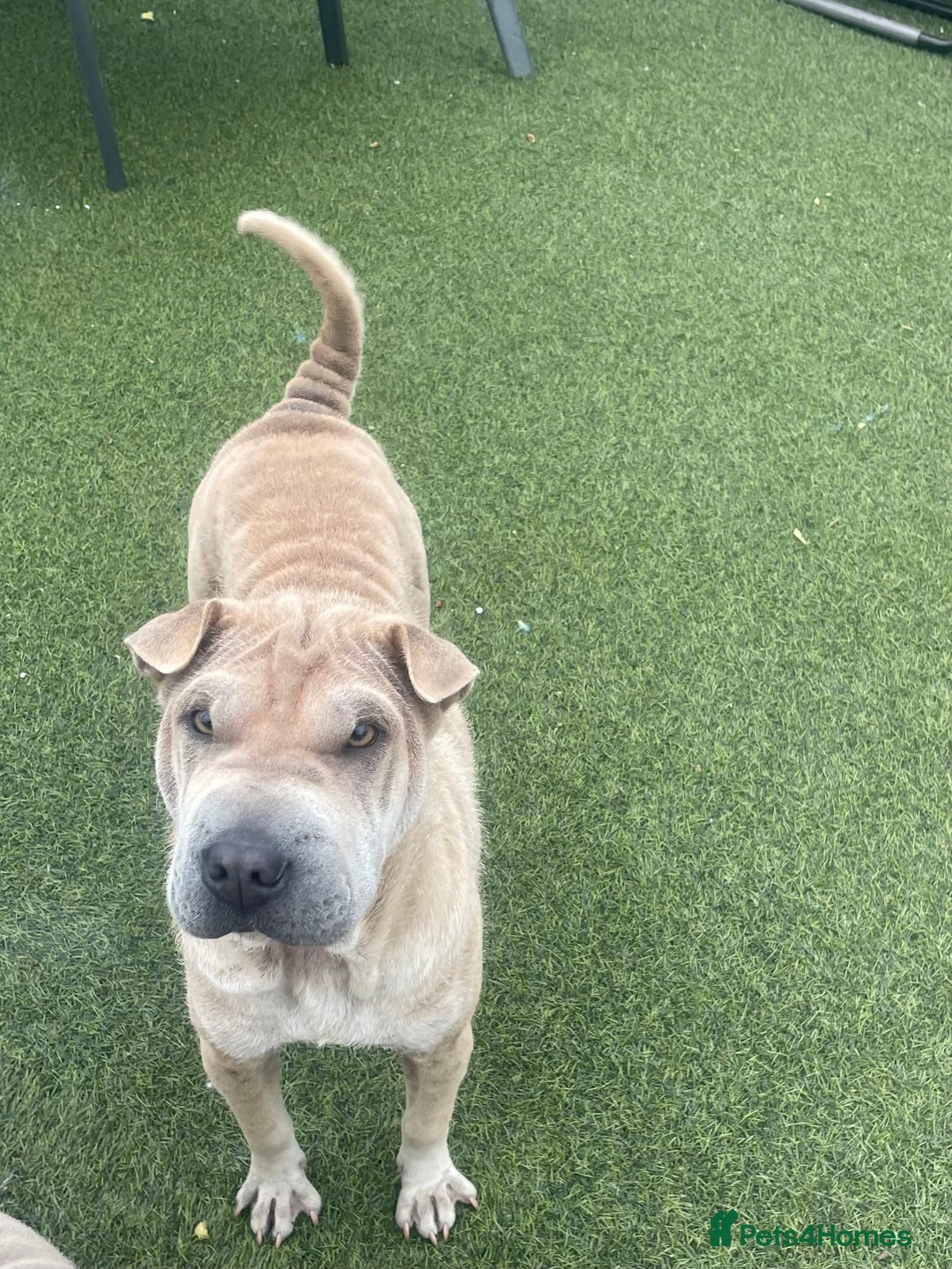 Shar Pei dogs for sale: Kc reg female Shar pei for sale  - Image 2