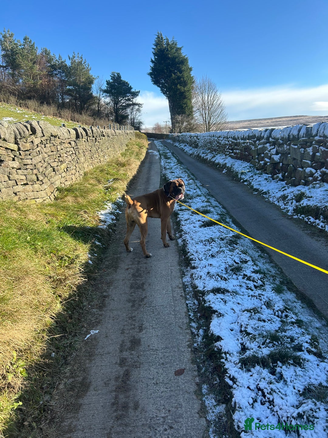 Boxer dogs for stud: Proven stud amazing temperament & health tested - Advert 5