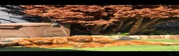 Cavalier King Charles Spaniel dogs for sale: 2 cavalier king charles boys - Advert 2
