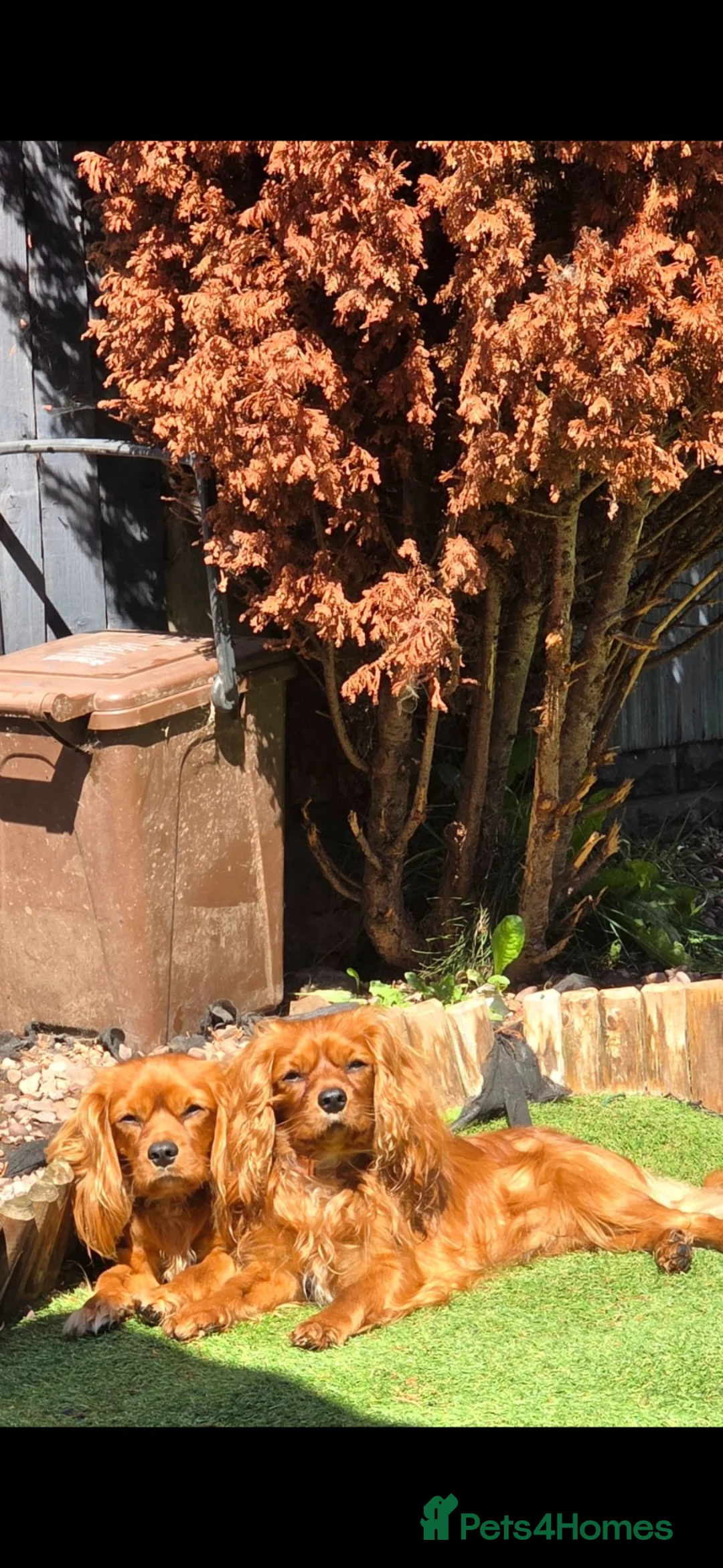 Cavalier King Charles Spaniel dogs for sale: 2 cavalier king charles boys - Advert 2