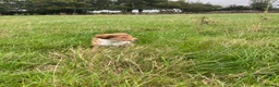Welsh Collie dogs for sale: Welsh sheepdog puppies for sale  - Advert 9