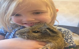 Guinea Pig rodents for sale: READY NOW. 2 young Sister Guinea Pigs - Image 7