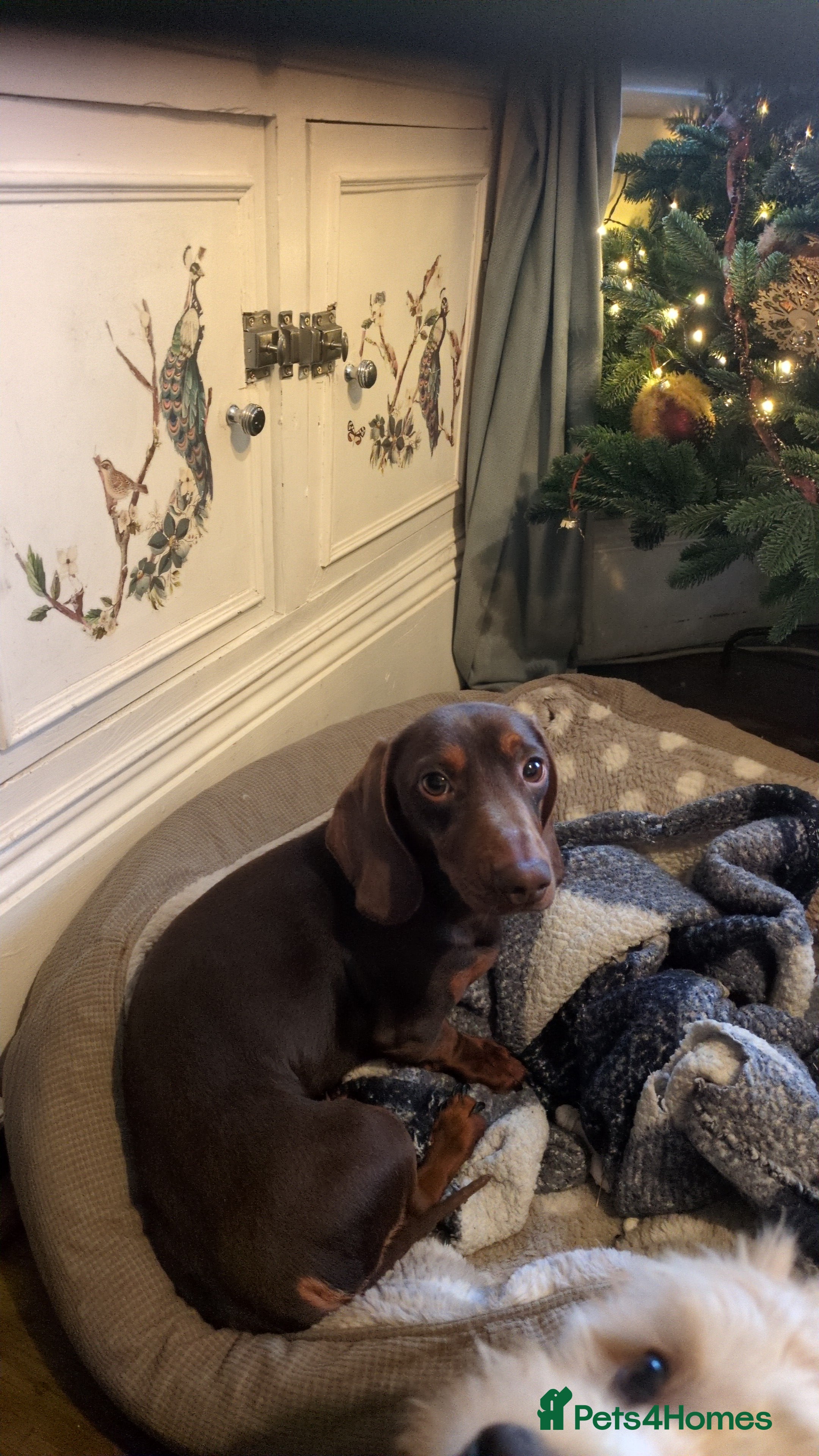 Miniature Dachshund dogs Sold  - Advert 11